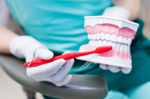 Zahnärztin zeigt anhand eines Modells, wie man die Zähne am besten reinigt